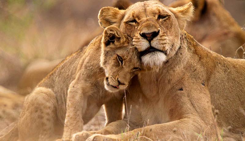 Lion Rescue